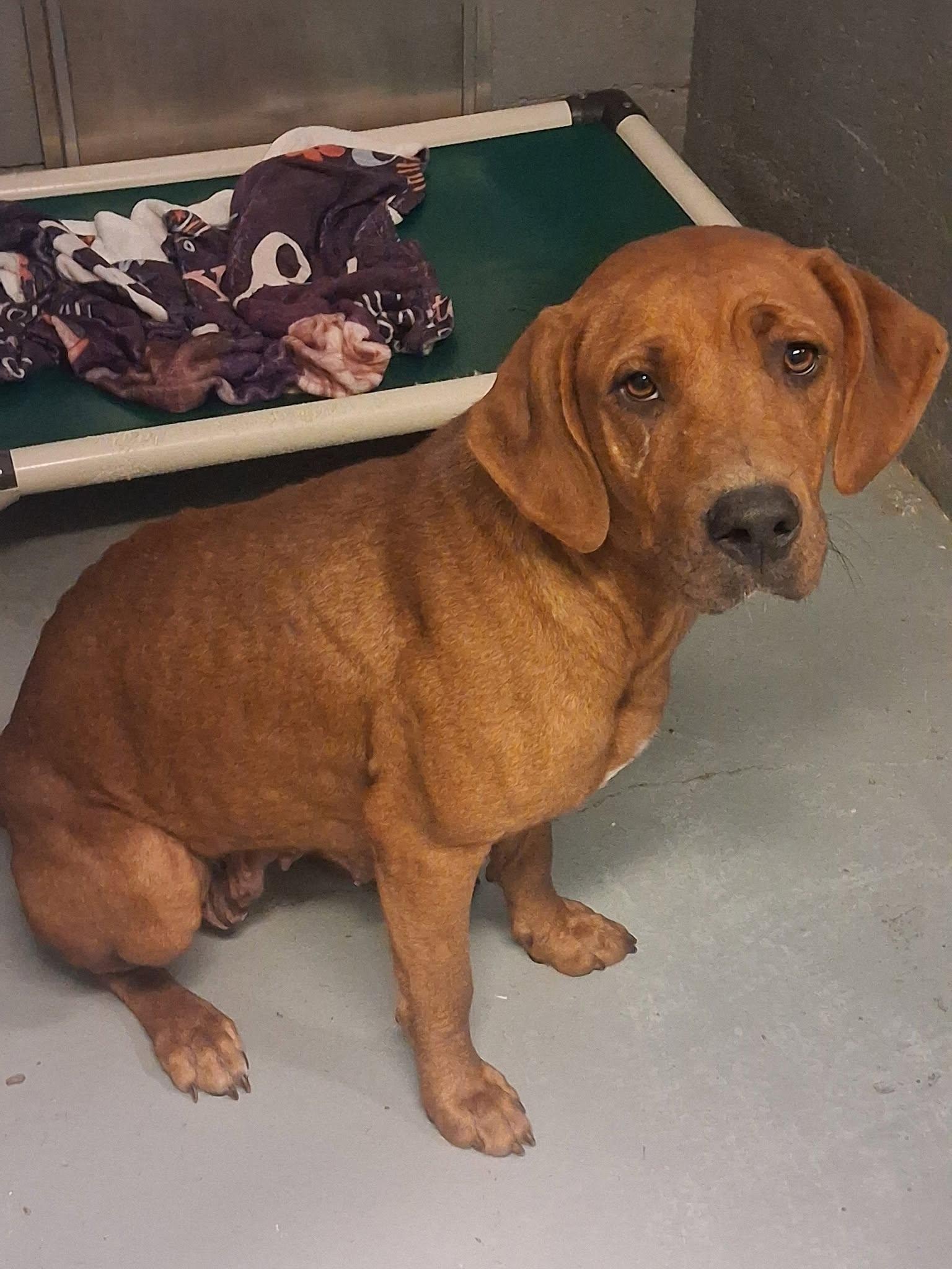 Pie, Adoptable, Adult Female Redbone Coonhound.
