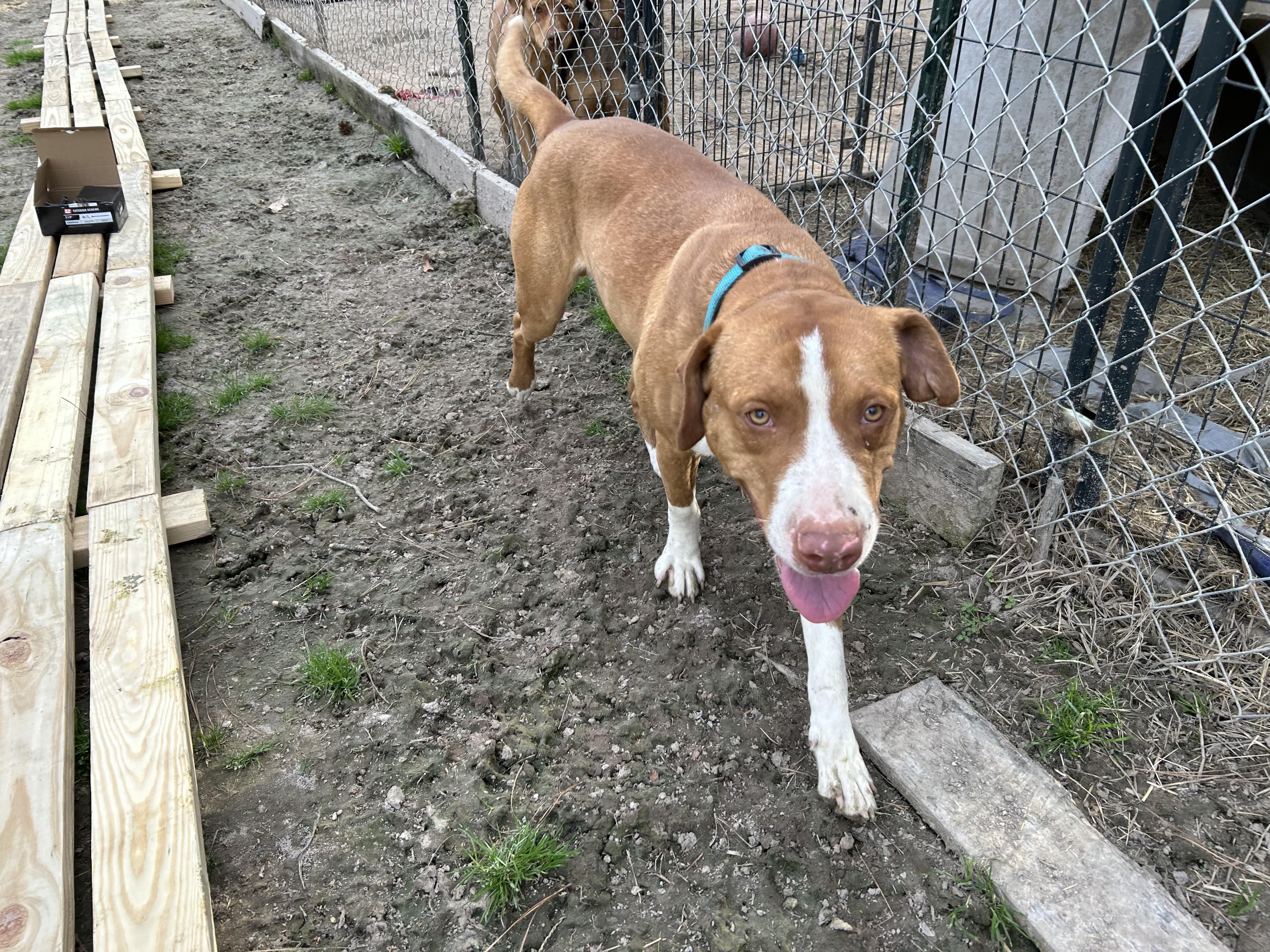 Enlarge Gothic, a Adoptable English Pointer in Pine Bluff, AR image 6/6