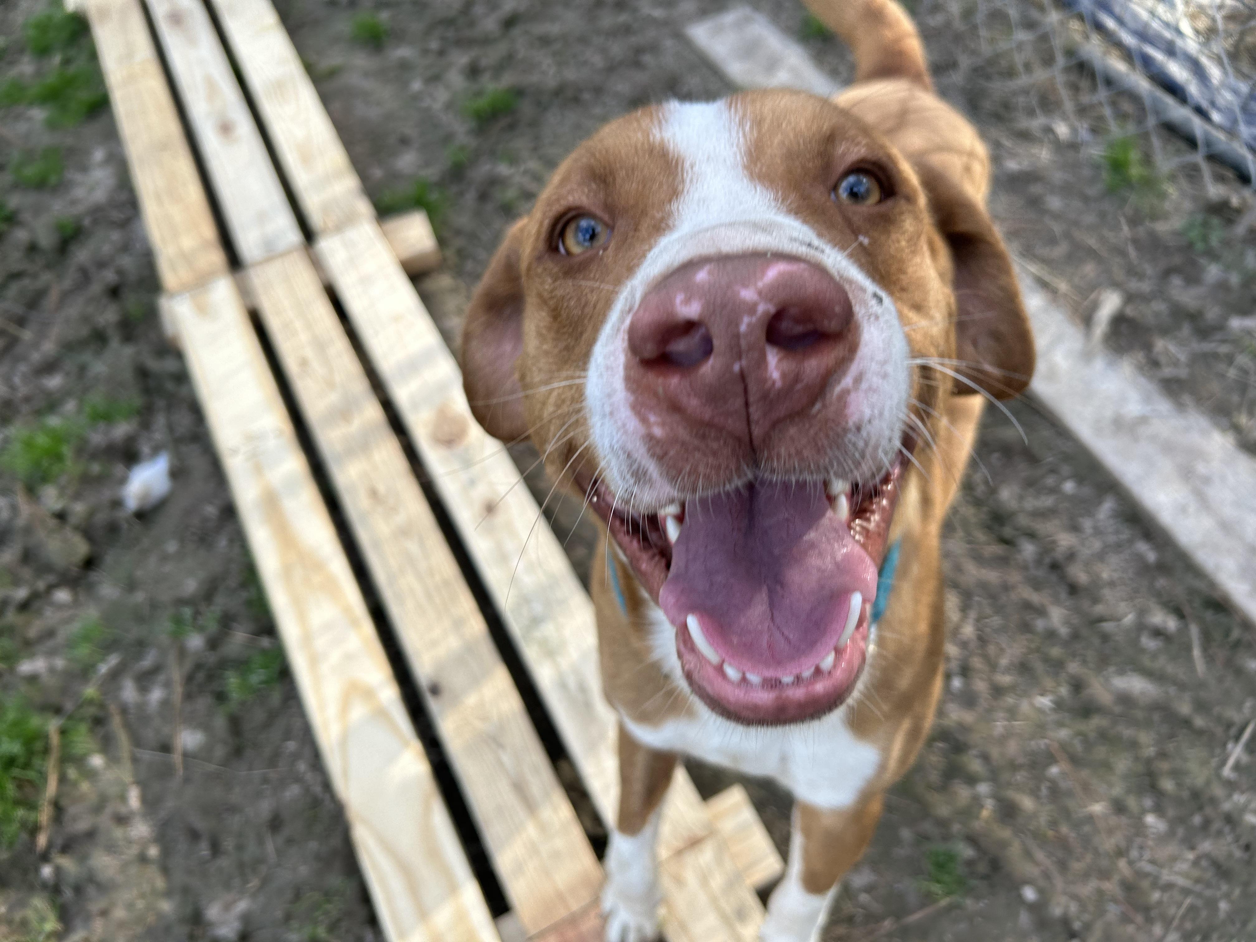 Gothic, Adoptable, Adult Male English Pointer.