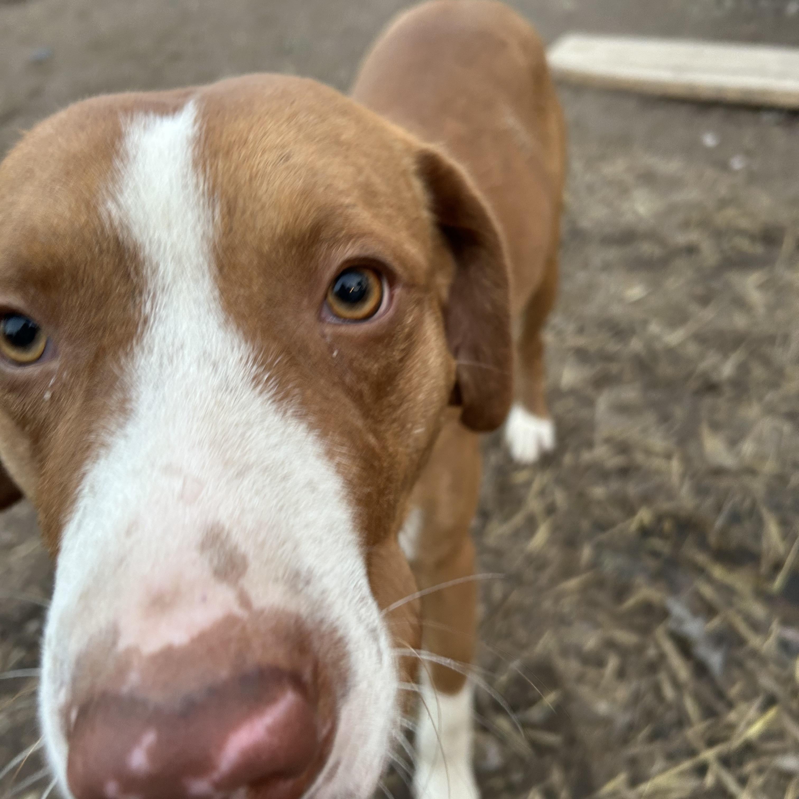 Enlarge Gothic, a Adoptable English Pointer in Pine Bluff, AR image 3/6