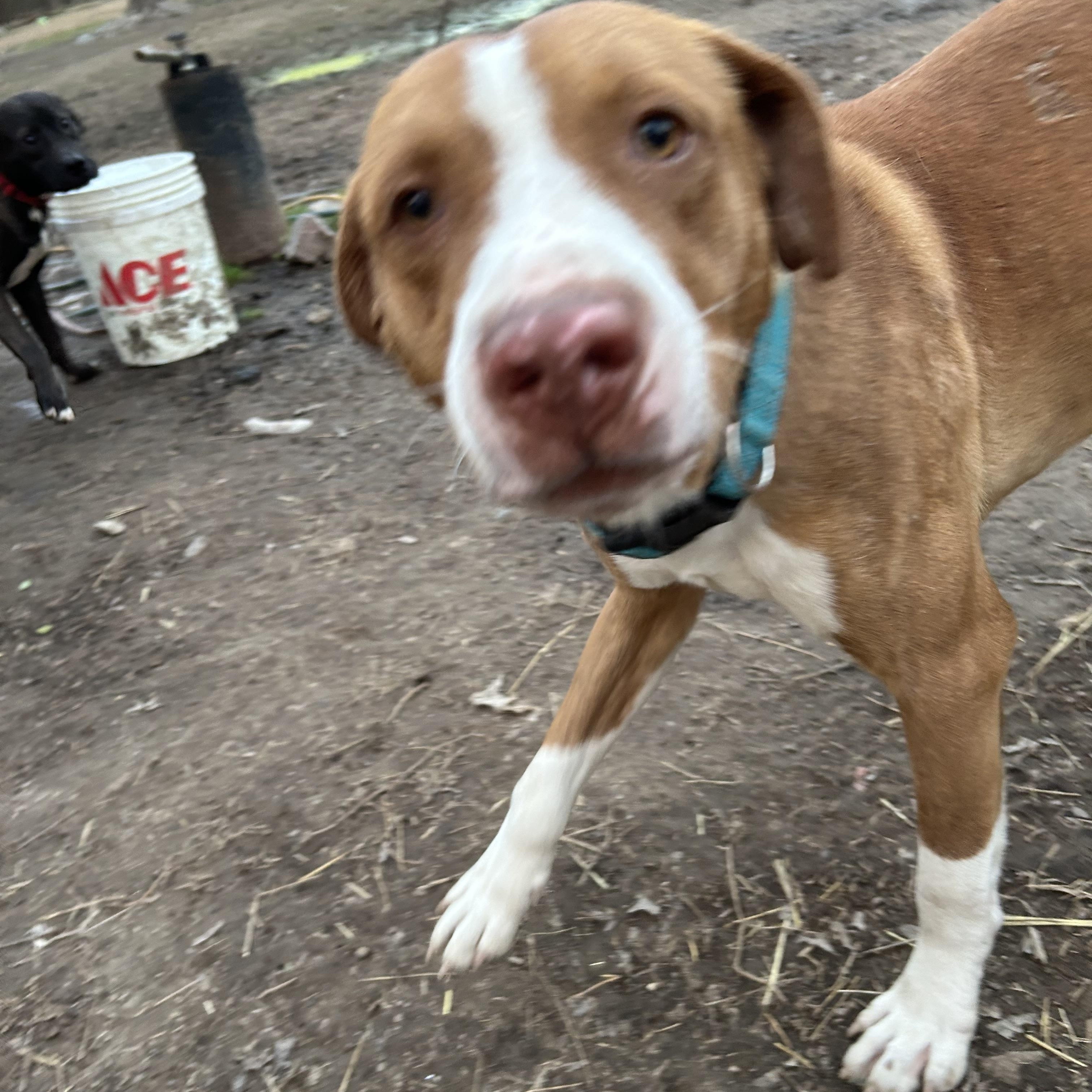 Enlarge Gothic, a Adoptable English Pointer in Pine Bluff, AR image 2/6