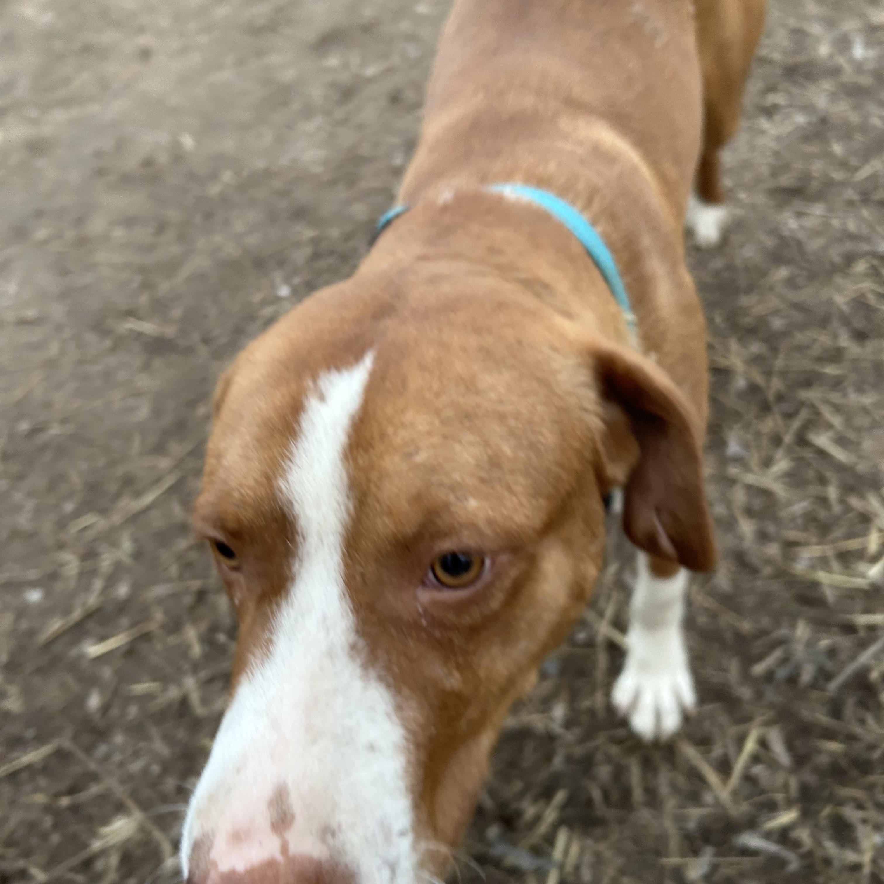 Enlarge Gothic, a Adoptable English Pointer in Pine Bluff, AR image 4/6