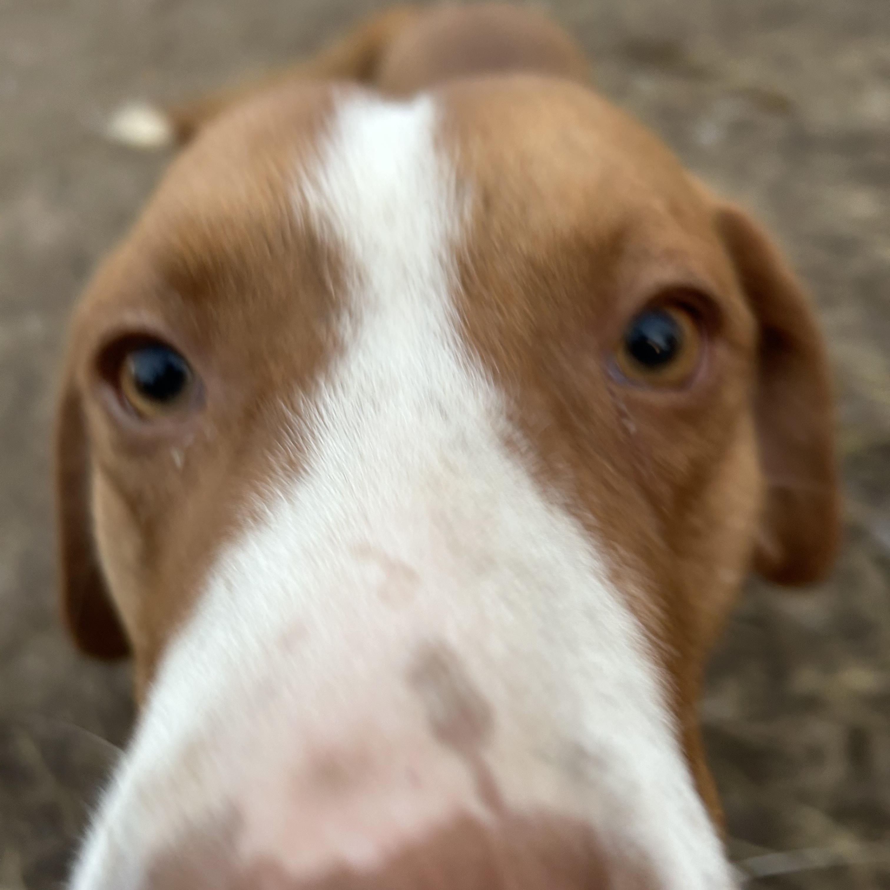 Enlarge Gothic, a Adoptable English Pointer in Pine Bluff, AR image 5/6