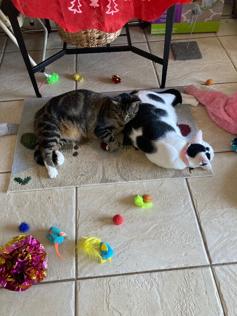 Raspberry and Nova, Adoptable, Young Female Domestic Short Hair.