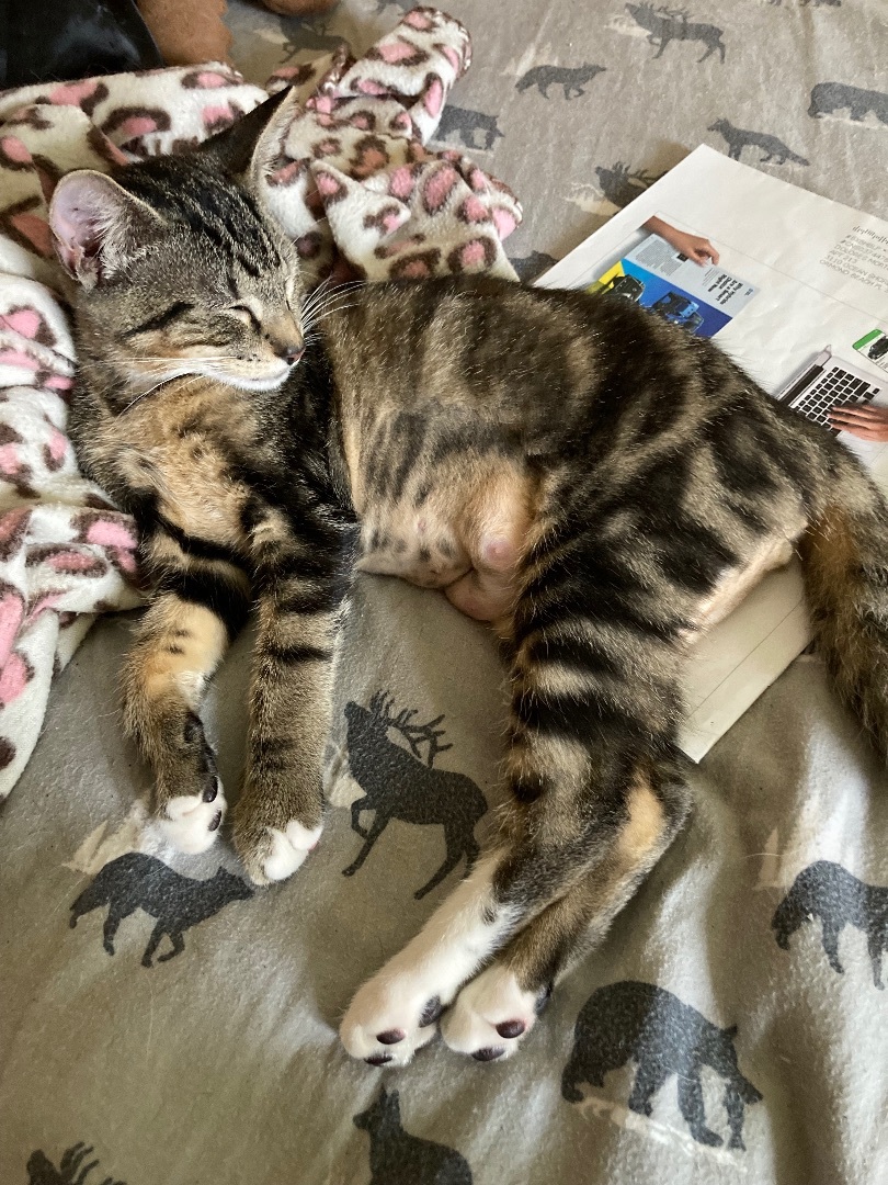 Enlarge Raspberry and Nova, a Adoptable Domestic Short Hair in Ormond Beach, FL image 2/6