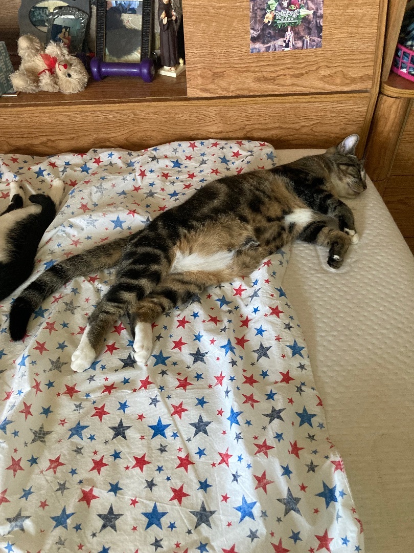 Enlarge Raspberry and Nova, a Adoptable Domestic Short Hair in Ormond Beach, FL image 3/6