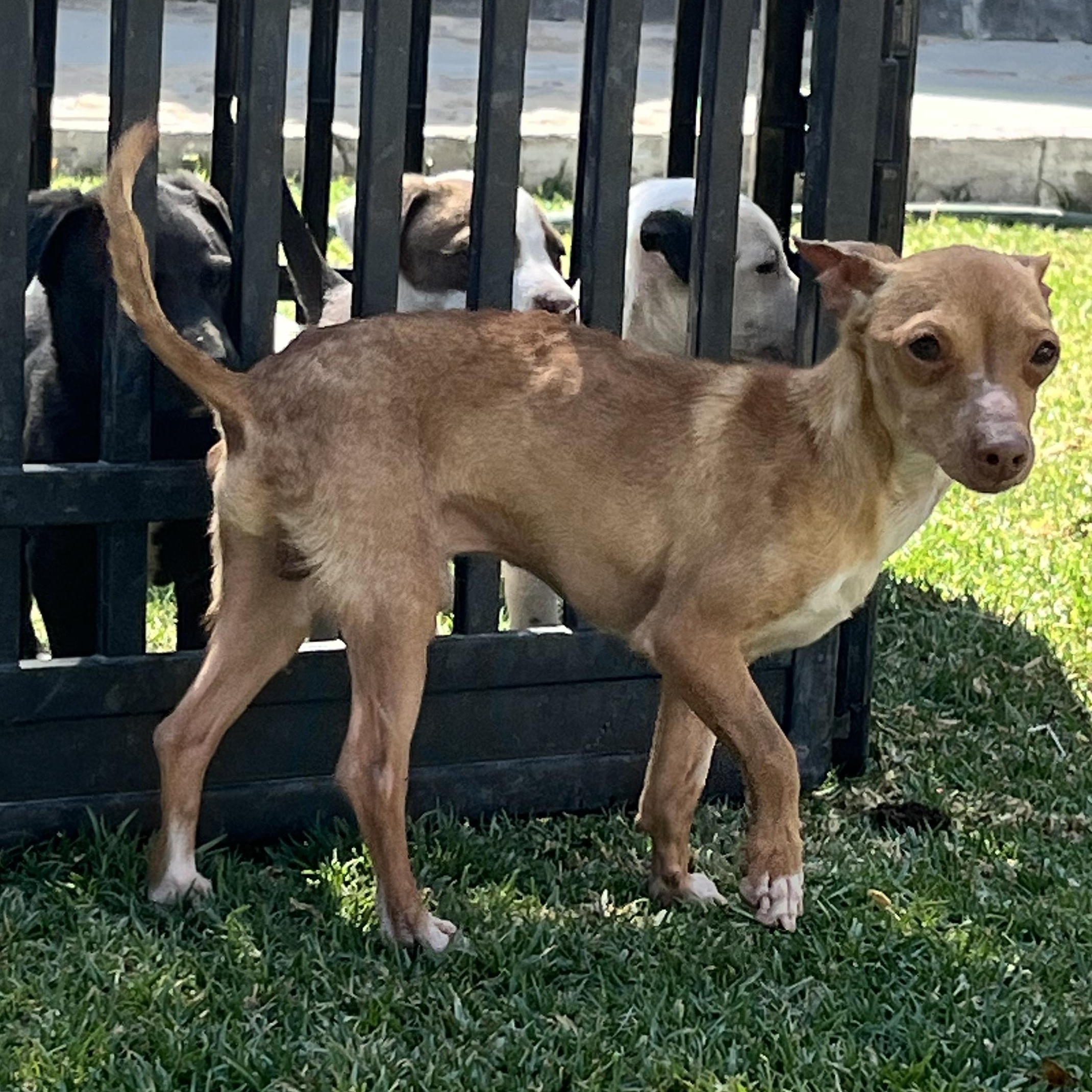 Ramon, an adopted mixed breed in Indianapolis, IN image 5/6