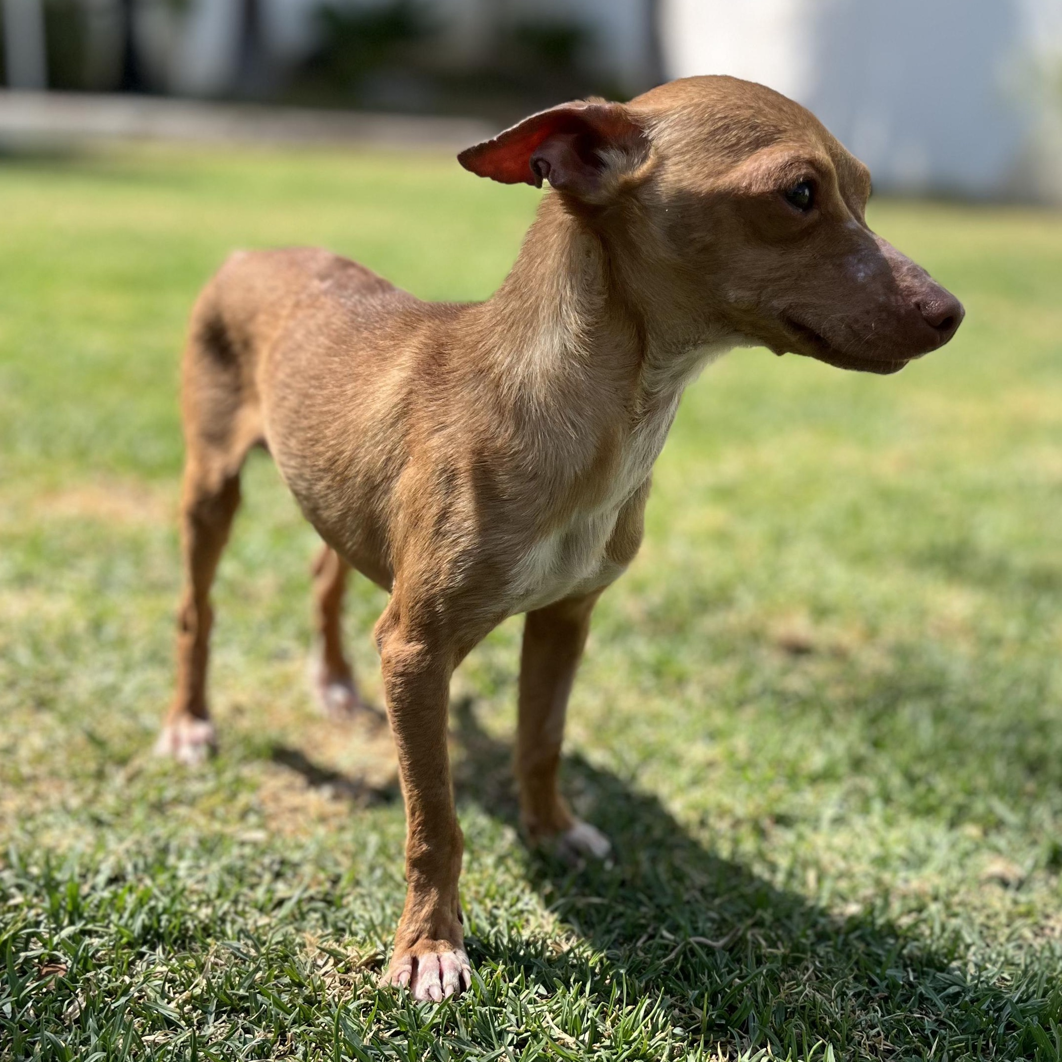 Ramon, an adopted mixed breed in Indianapolis, IN image 2/6