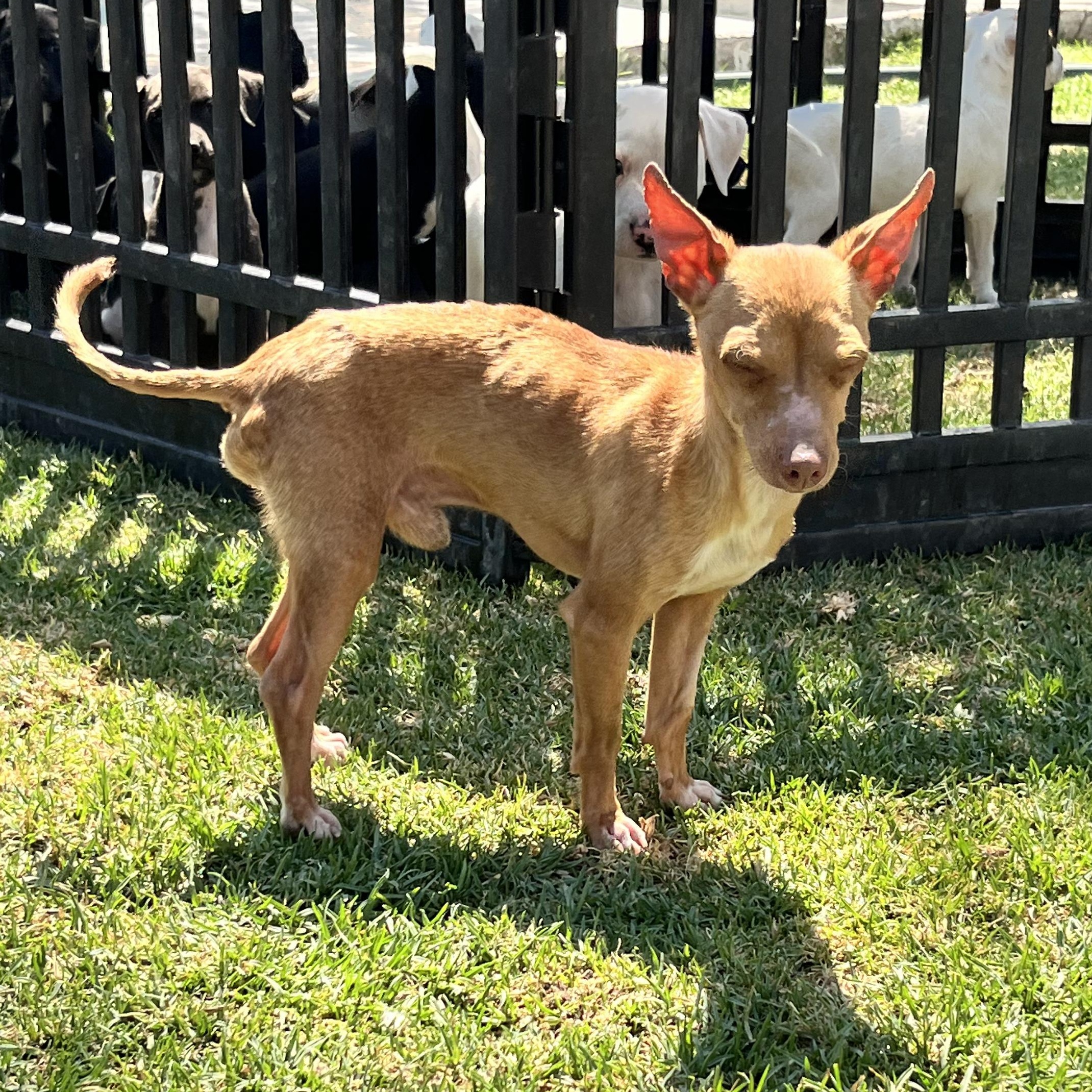 Ramon, an adopted mixed breed in Indianapolis, IN image 6/6