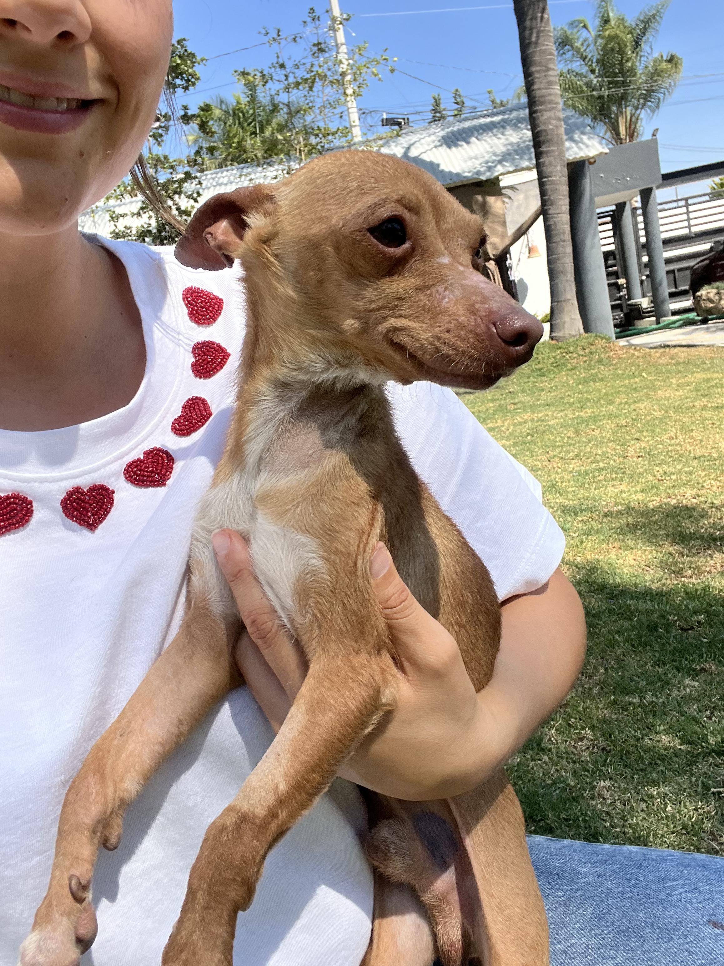 Ramon, an adopted mixed breed in Indianapolis, IN image 4/6