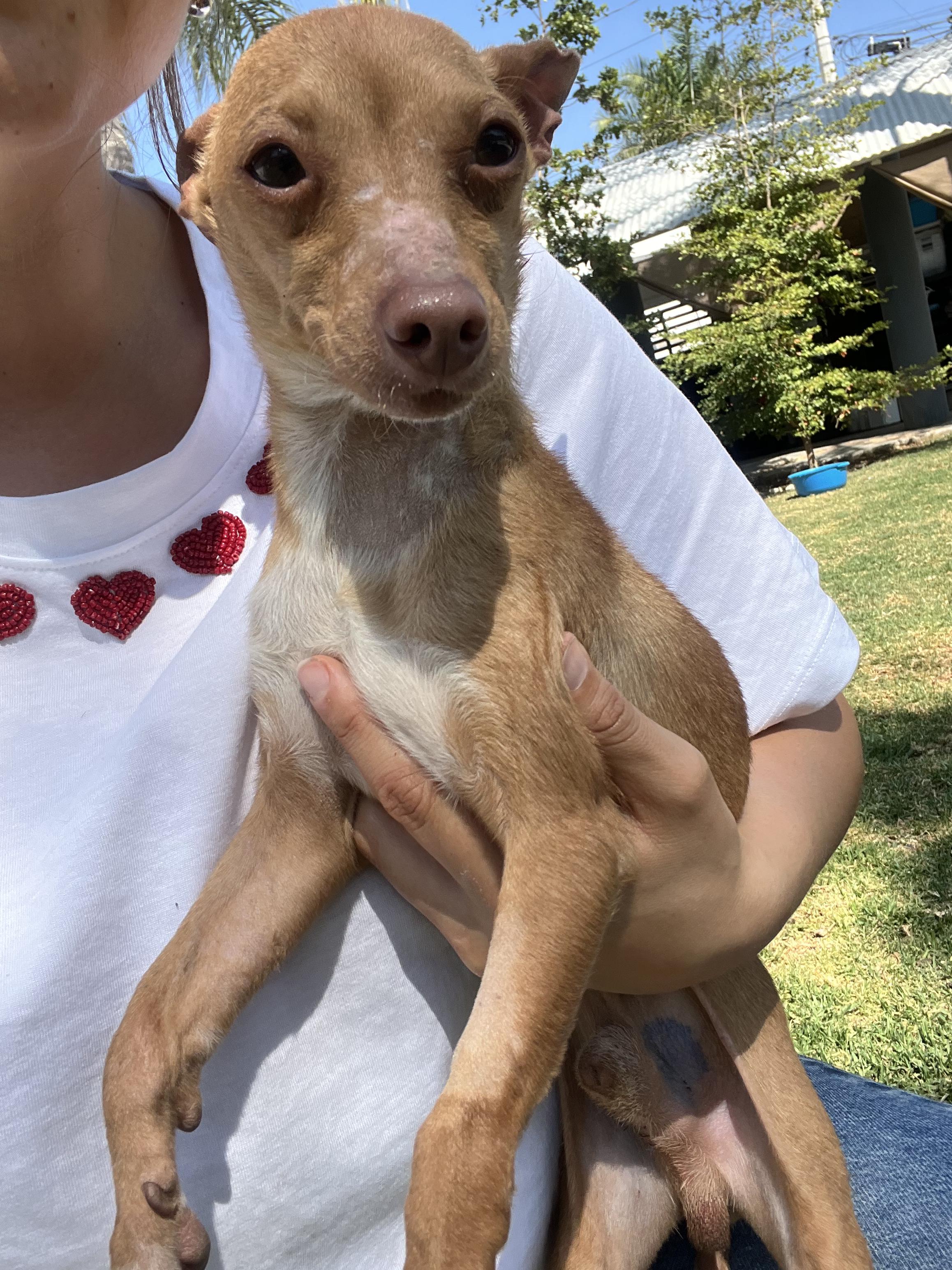 Ramon, an adopted mixed breed in Indianapolis, IN image 3/6