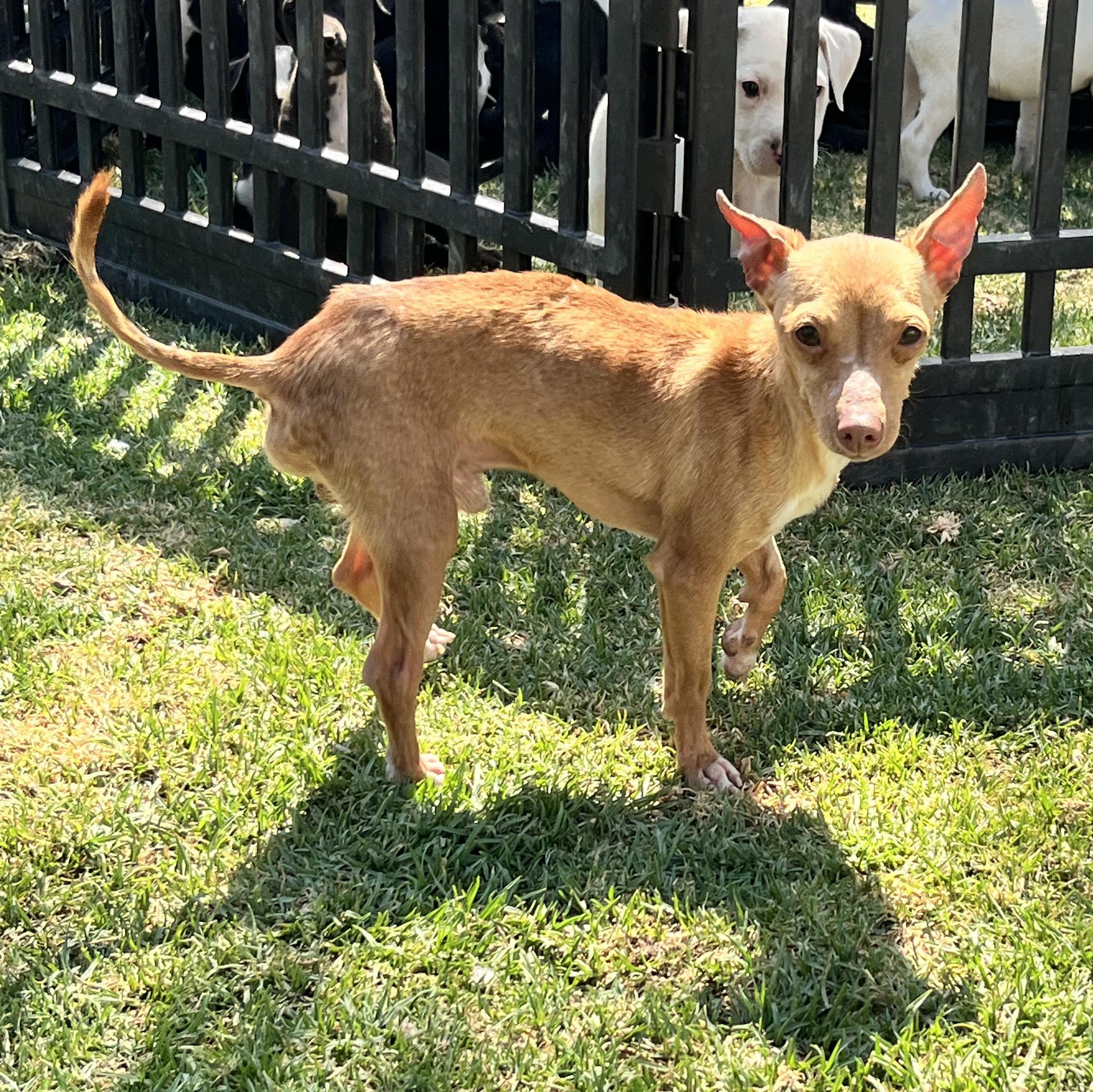 Ramon, an adopted mixed breed in Indianapolis, IN image 1/6