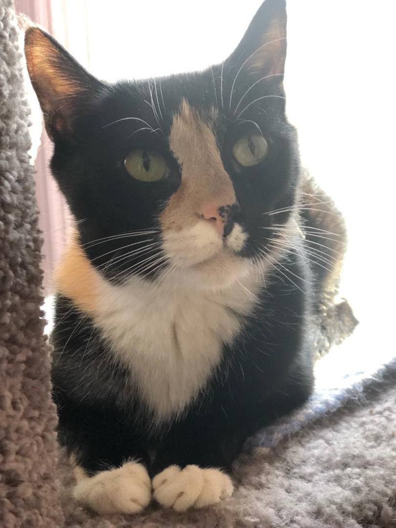 Cherise (FOSTER), a Adoptable Tuxedo in New Britain, CT image 1/12