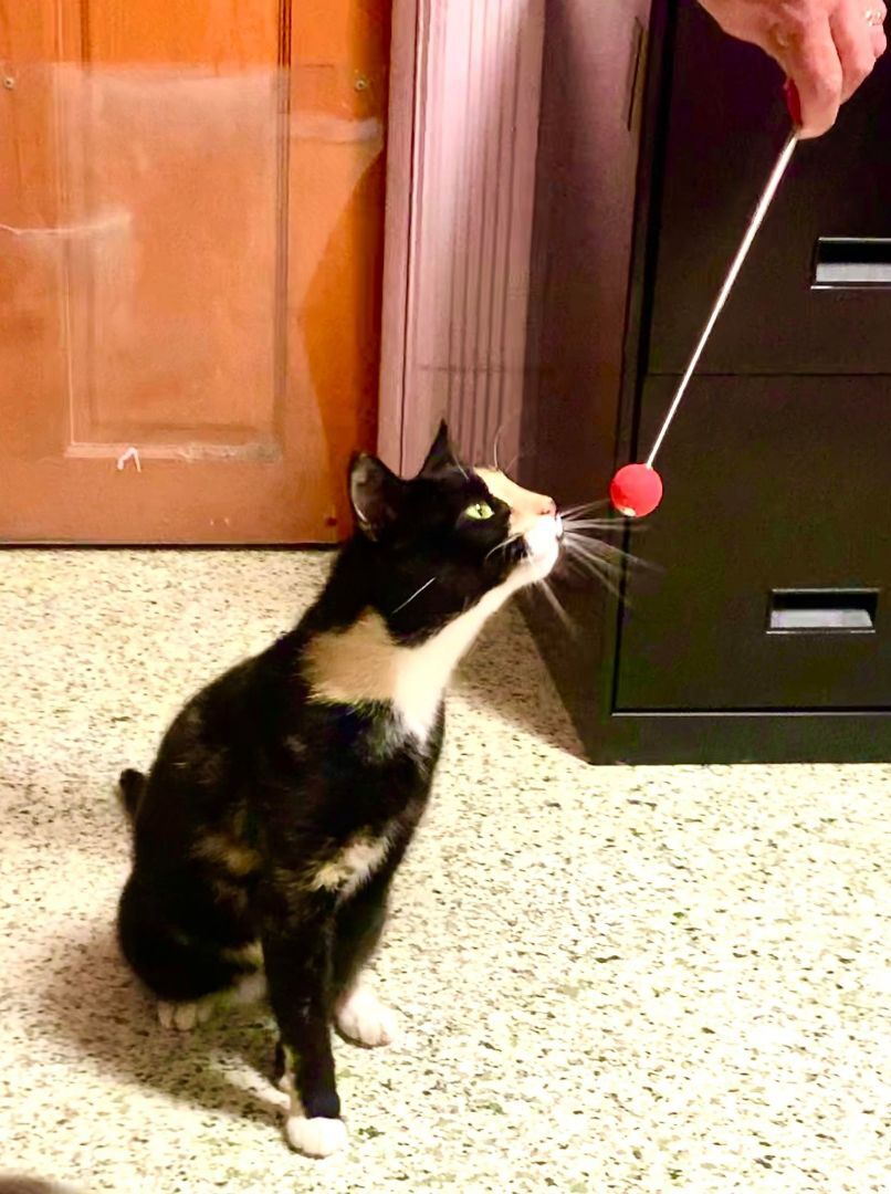 Cherise (FOSTER), a Adoptable Tuxedo in New Britain, CT image 2/12