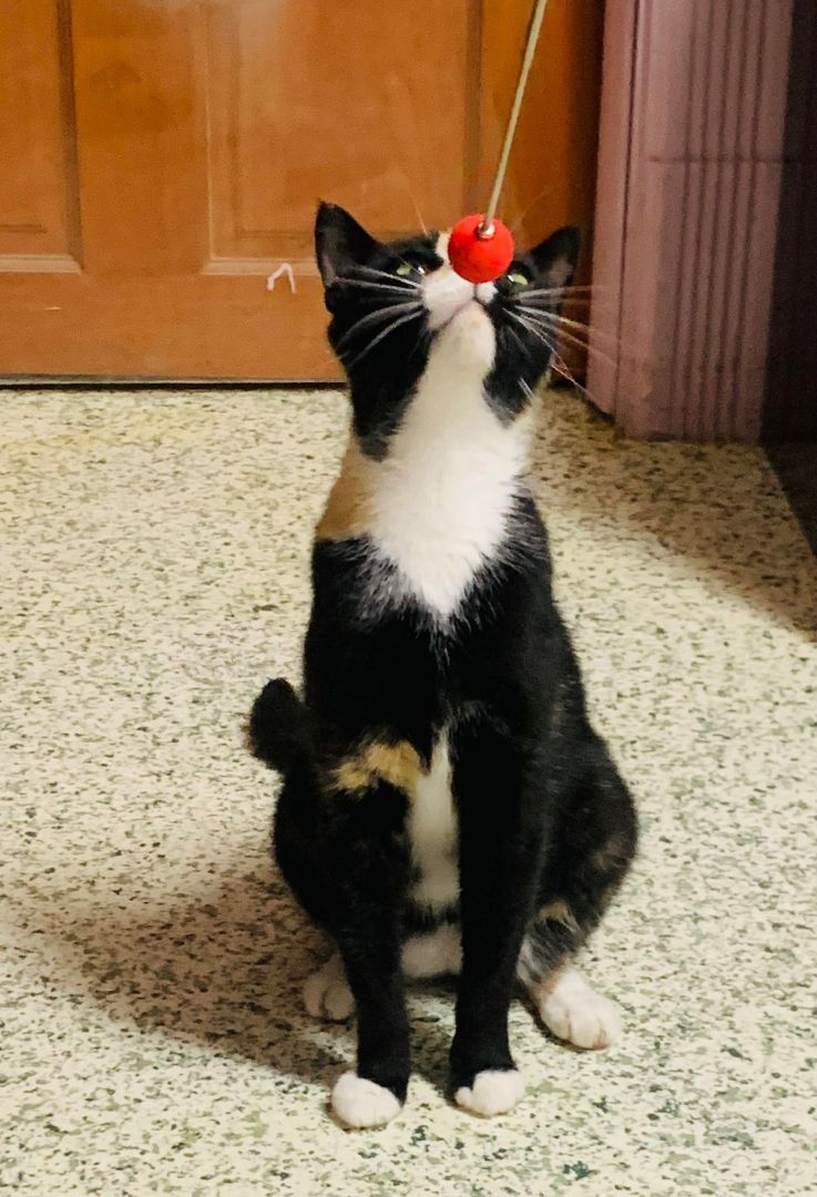 Cherise (FOSTER), a Adoptable Tuxedo in New Britain, CT image 3/12