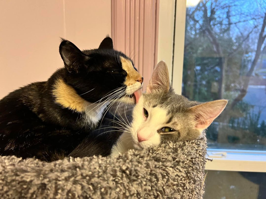 Cherise (FOSTER), a Adoptable Tuxedo in New Britain, CT image 4/12