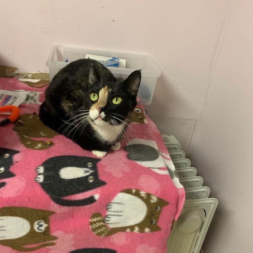 Cherise (FOSTER), a Adoptable Tuxedo in New Britain, CT image 5/12