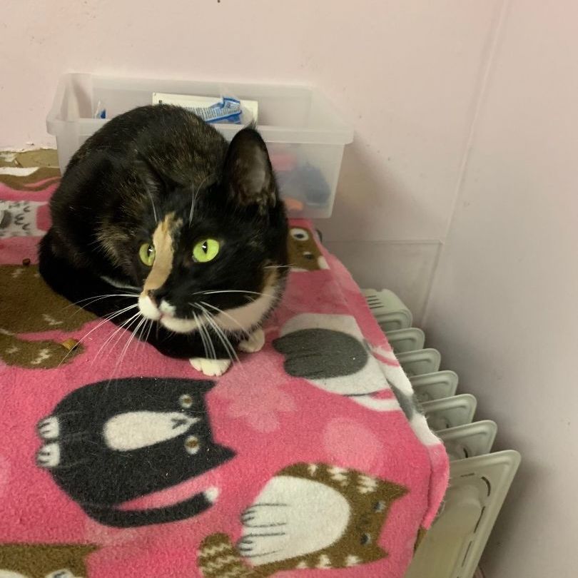 Cherise (FOSTER), a Adoptable Tuxedo in New Britain, CT image 6/12