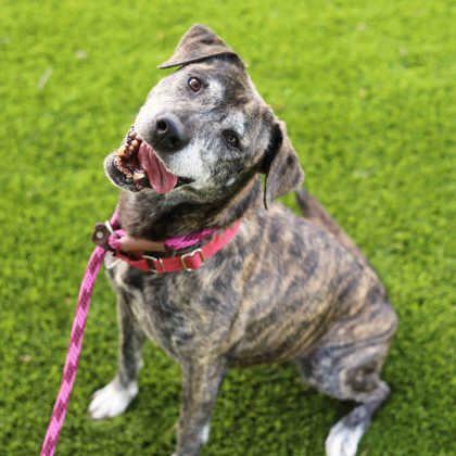 Enlarge Layla, a Adoptable mixed breed in Atlanta, GA image 1/3