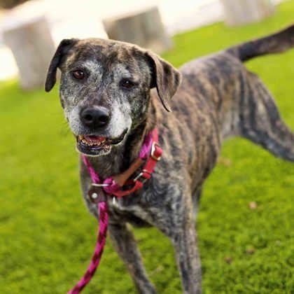 Enlarge Layla, a Adoptable mixed breed in Atlanta, GA image 2/3