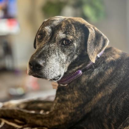 Enlarge Layla, a Adoptable mixed breed in Atlanta, GA image 3/3