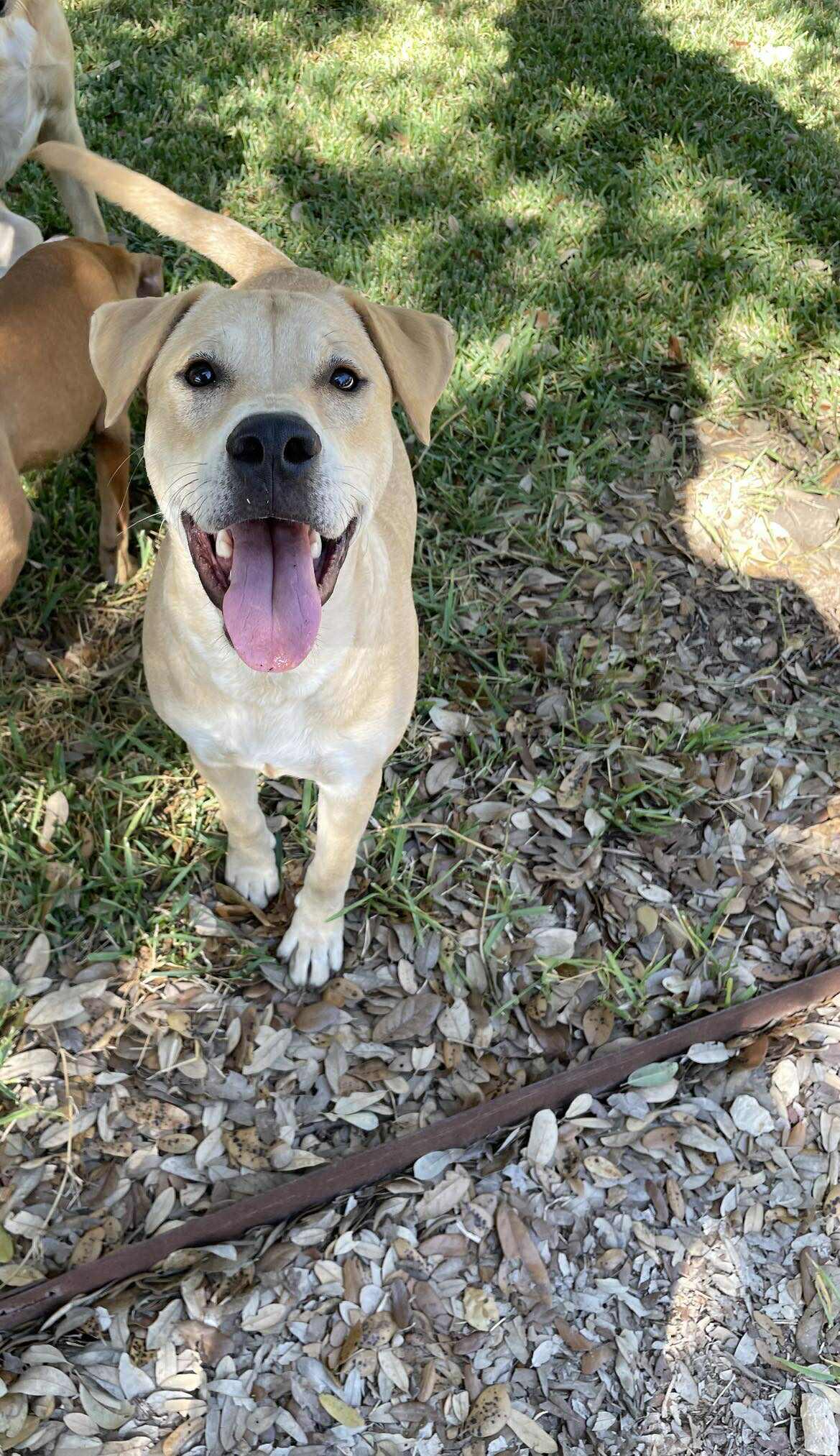 Charlie, a Adoptable mixed breed in New Braunfels, TX image 5/6