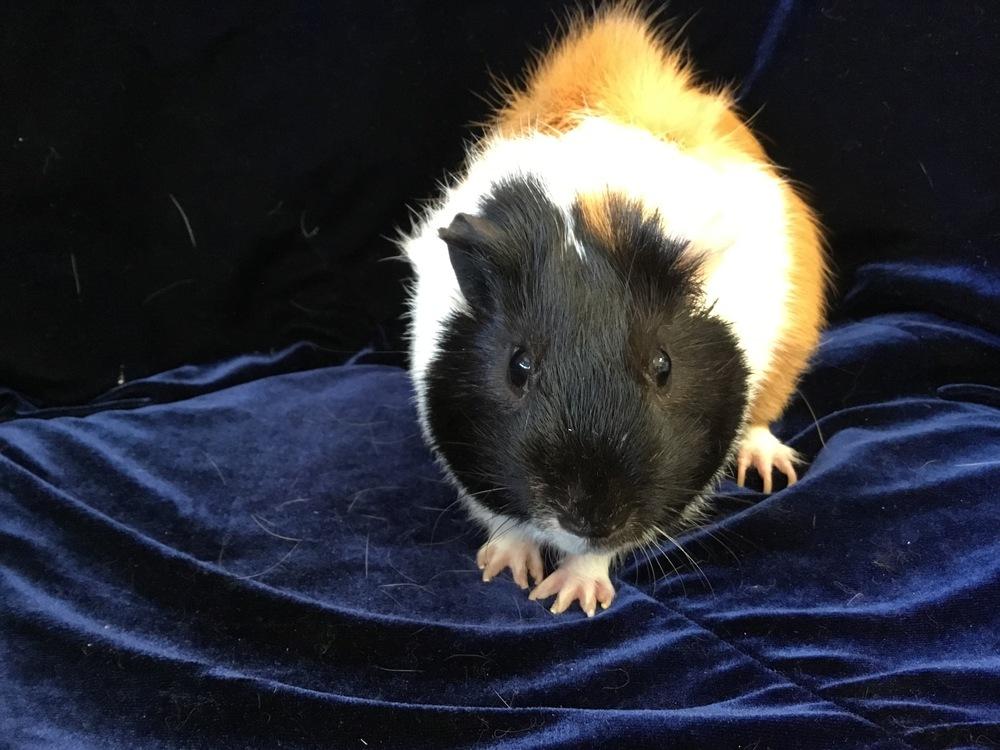 Enlarge Beefeater, a Adoptable Guinea Pig in San Diego, CA image 1/3