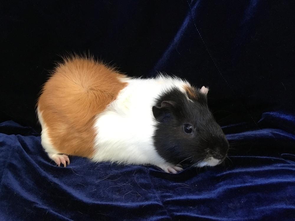 Enlarge Beefeater, a Adoptable Guinea Pig in San Diego, CA image 2/3