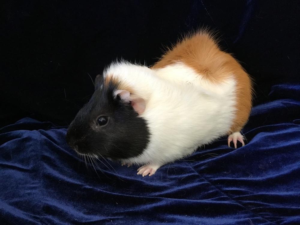 Enlarge Beefeater, a Adoptable Guinea Pig in San Diego, CA image 3/3