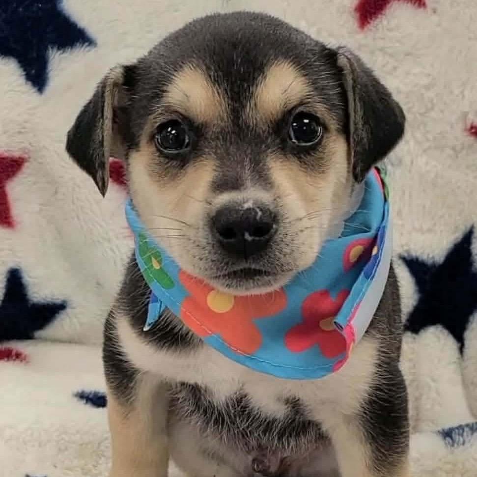 Evan (in PA), a Adoptable mixed breed in Huntsville, AL image 1/6