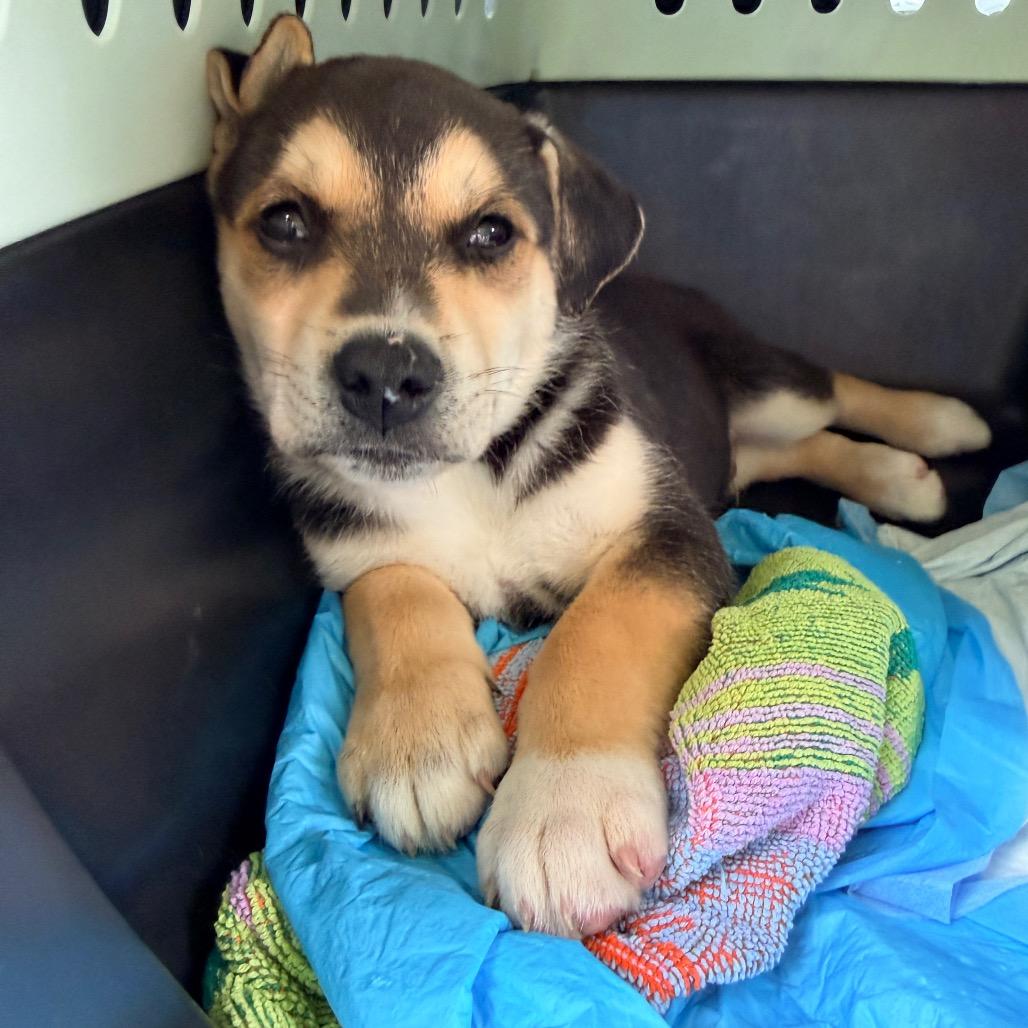 Evan (in PA), a Adoptable mixed breed in Huntsville, AL image 2/6
