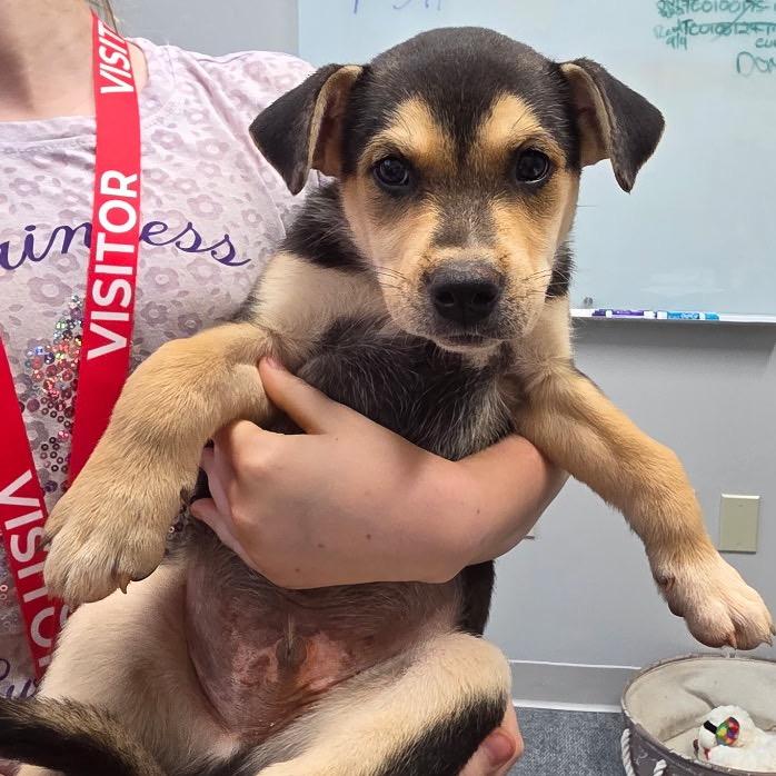 Evan (in PA), a Adoptable mixed breed in Huntsville, AL image 3/6