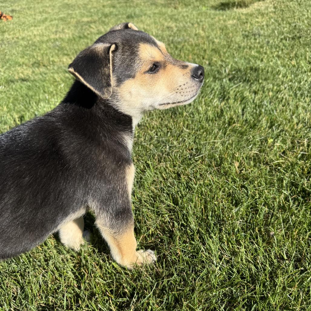 Evan (in PA), a Adoptable mixed breed in Huntsville, AL image 4/6