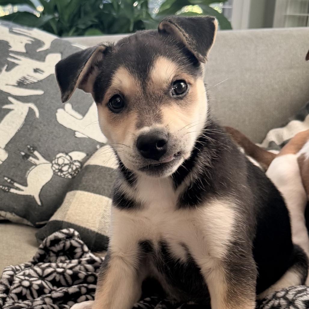 Evan (in PA), a Adoptable mixed breed in Huntsville, AL image 5/6