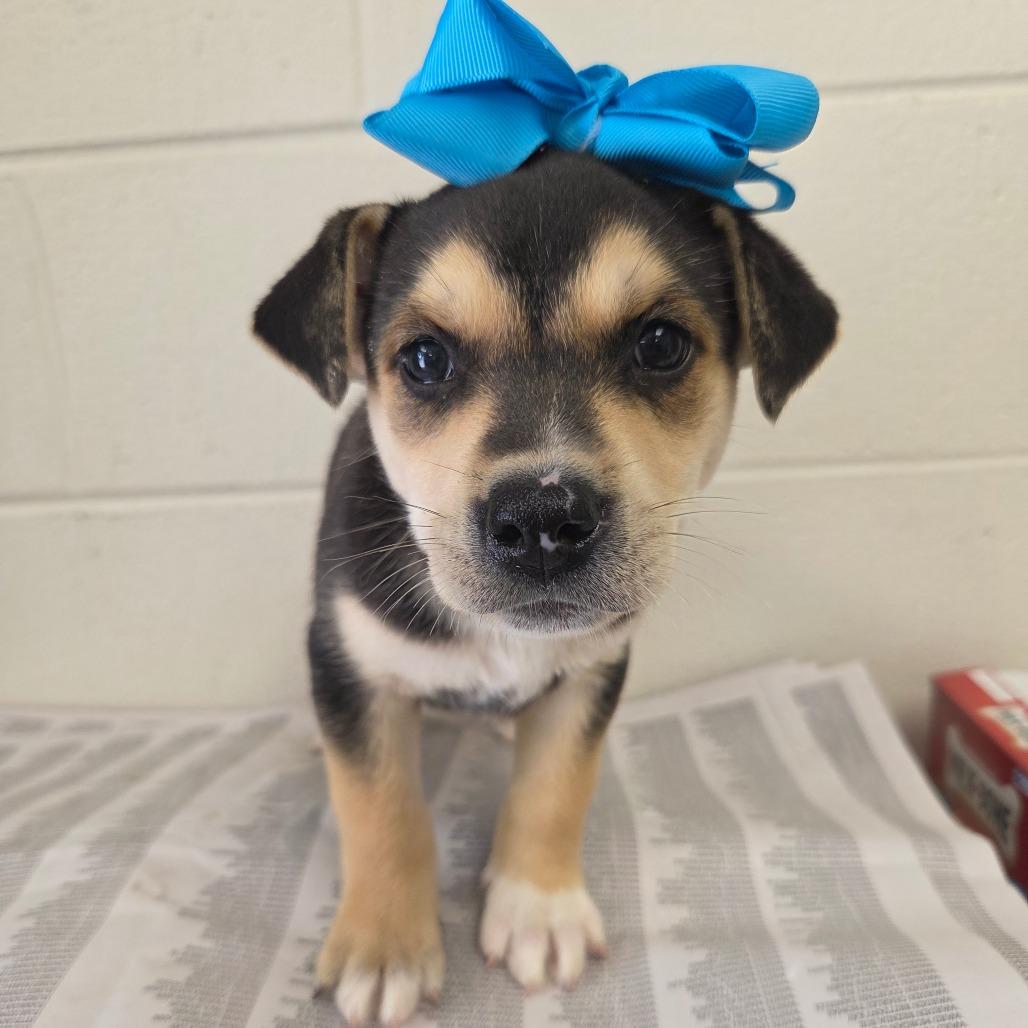 Evan (in PA), a Adoptable mixed breed in Huntsville, AL image 6/6