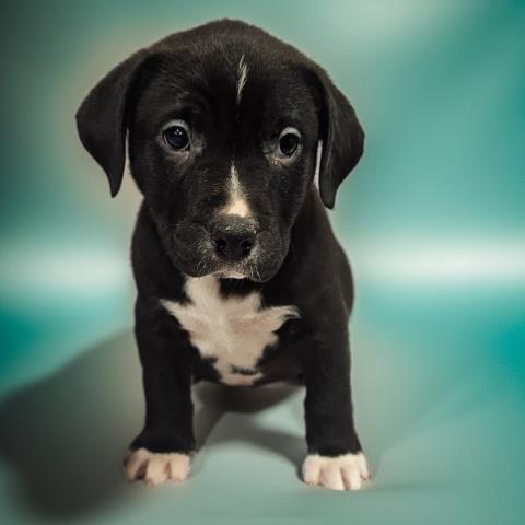 PANDA, Adoptable, Puppy Male Pit Bull Terrier & Mixed Breed.