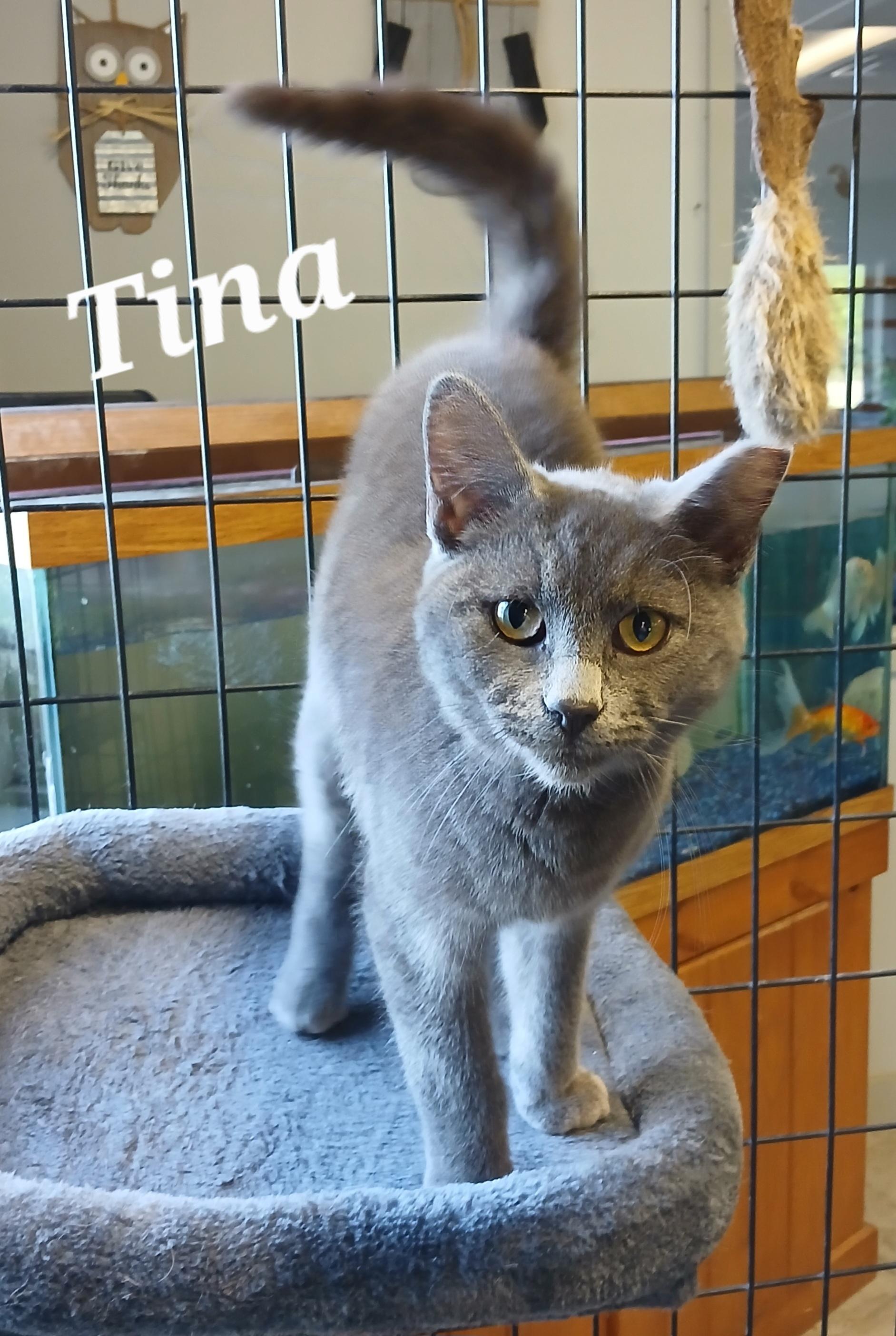 Tina, Adult Female Domestic Short Hair