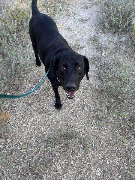 Enlarge Ranger, a Adoptable Black Labrador Retriever in Herriman, UT image 1/1