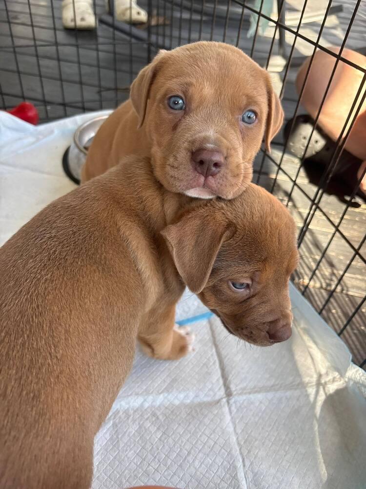 Cynthia, Adopted, Puppy Female American Staffordshire Terrier.