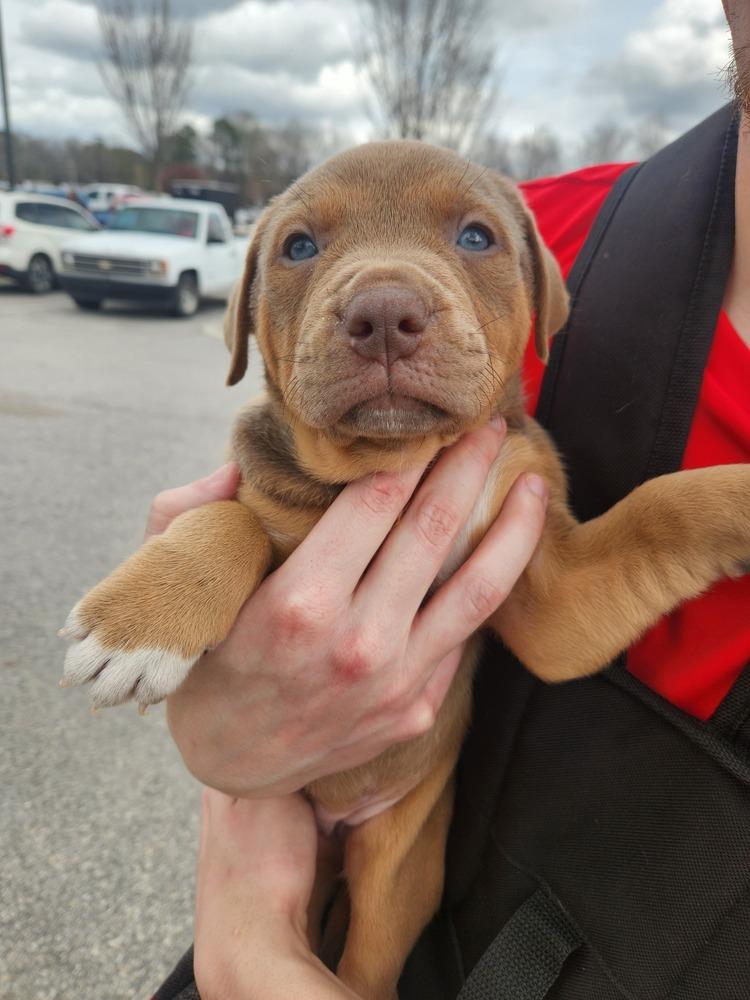 Enlarge Cynthia, a Adopted mixed breed in Wendell, NC image 2/2