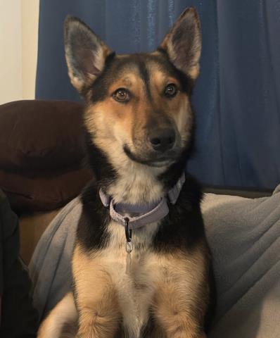 Pinky -- URGENT! LONGTIME RESIDENT!, ADOPTABLE, Young Female German Shepherd Dog.