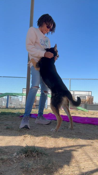 Enlarge Pinky -- URGENT! LONGTIME RESIDENT!, a ADOPTABLE German Shepherd Dog in Thousand Oaks, CA video 2/2