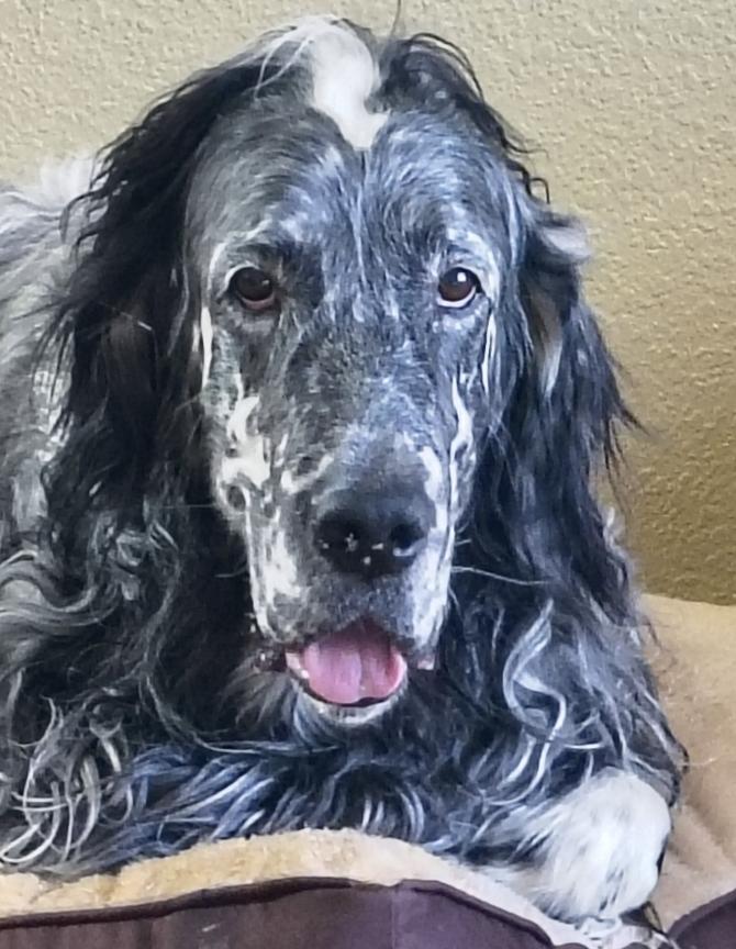 Alwyn, ADOPTABLE, Adult Male English Setter.