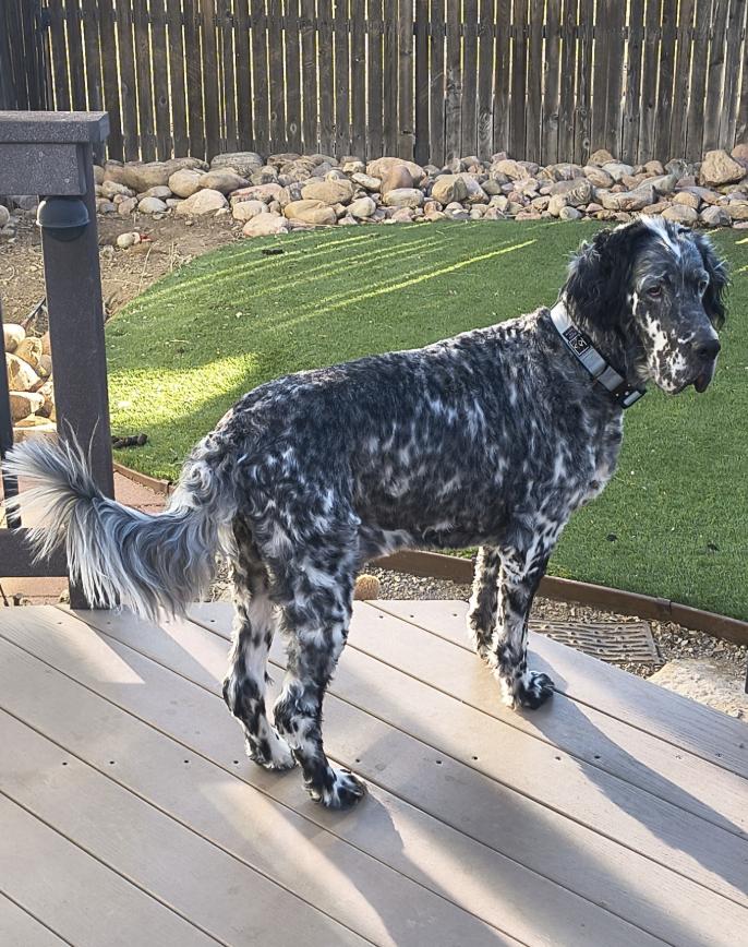 Enlarge Alwyn, a ADOPTABLE English Setter in Denver, CO image 2/5