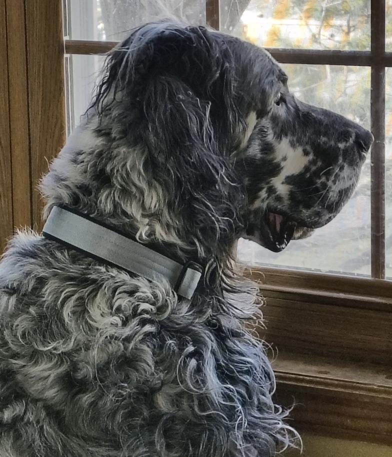 Enlarge Alwyn, a ADOPTABLE English Setter in Denver, CO image 5/5