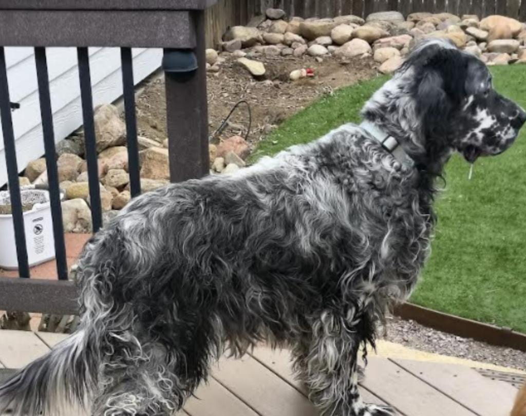 Enlarge Alwyn, a ADOPTABLE English Setter in Denver, CO image 3/5