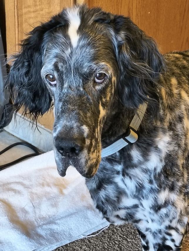 Enlarge Alwyn, a ADOPTABLE English Setter in Denver, CO image 4/5