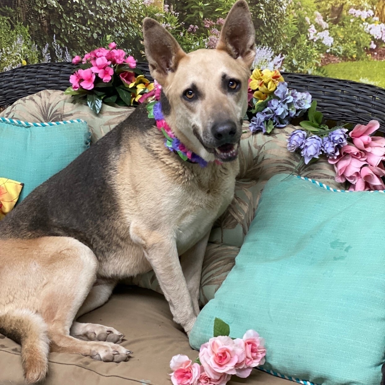 ZOEY DESCHANEL, a Adoptable mixed breed in Acton, CA image 1/12