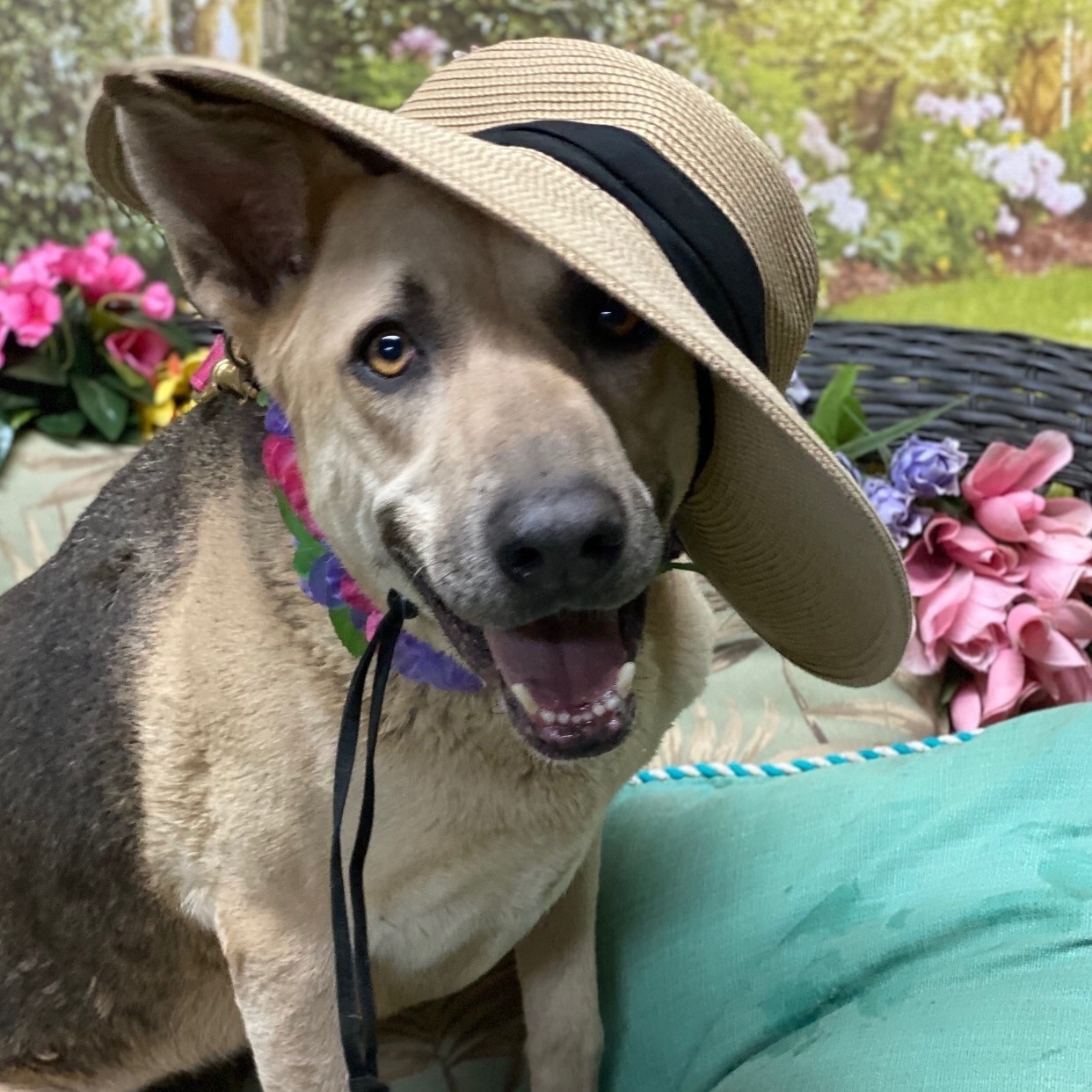 ZOEY DESCHANEL, a Adoptable mixed breed in Acton, CA image 2/12