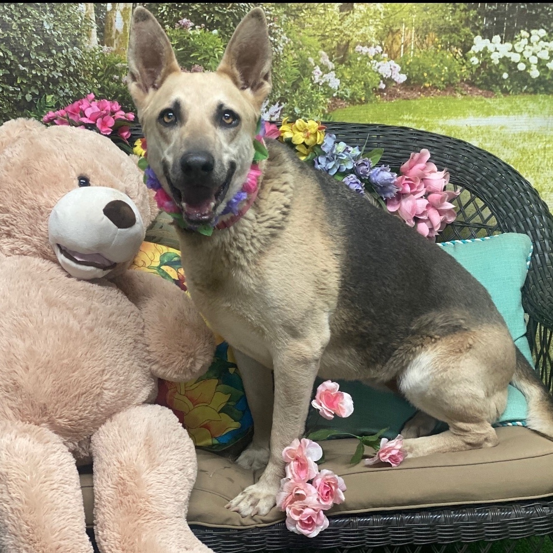 ZOEY DESCHANEL, a Adoptable mixed breed in Acton, CA image 3/12